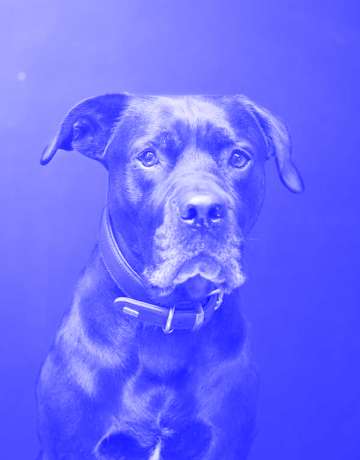 Mats, der Hund